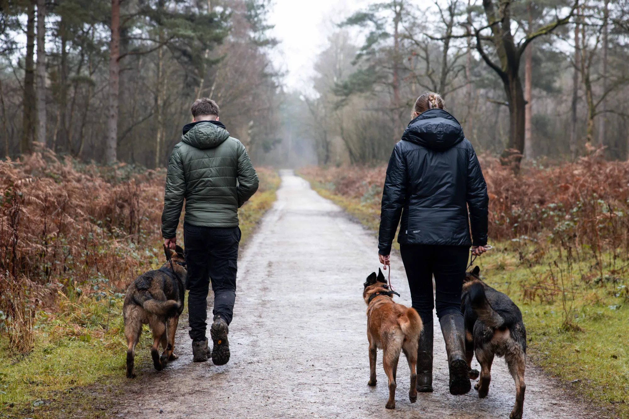 Two handlers walking dogs down a forest path