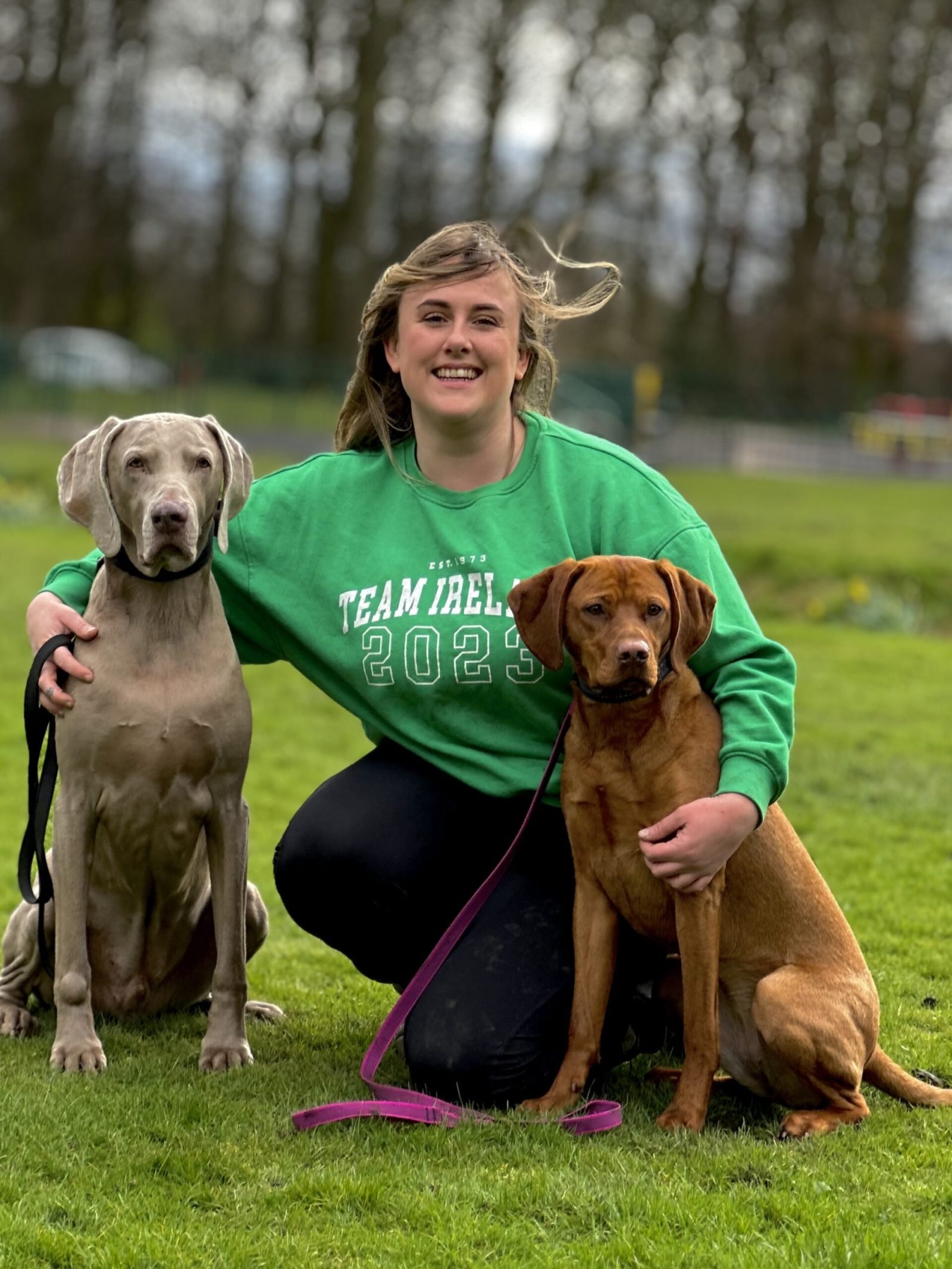 Ollie the Weimaraner and Isla sitting on the grass with a handler