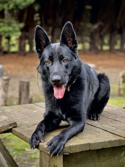 Chico the black German Shepherd lying calmly on a picnic table