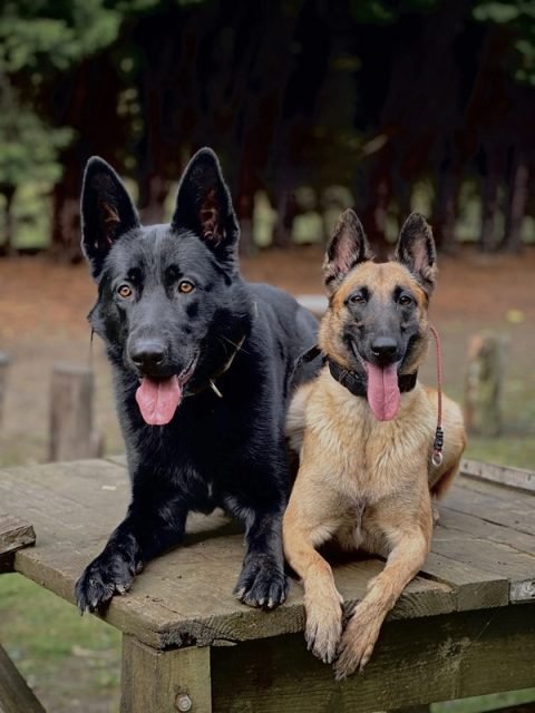 Chico the German Shepherd settled on a picnic table beside another dog