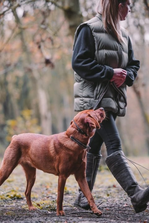 A trainer walking a dog on a loose lead along a woodland path