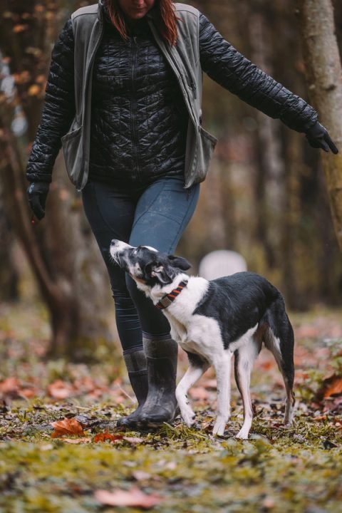 A trainer kneeling in a field with two happy dogs