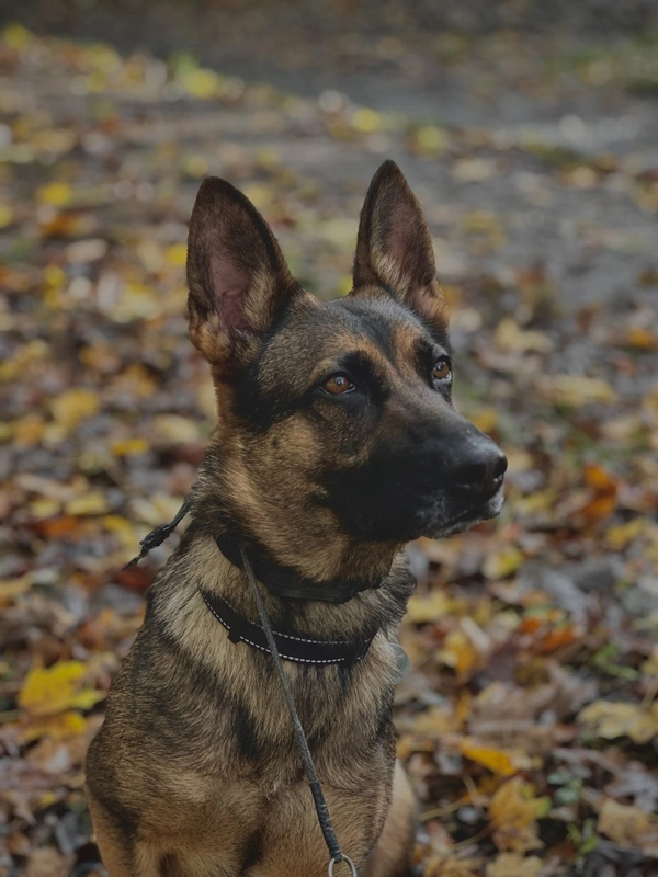 stella's story - revolution dog training success story