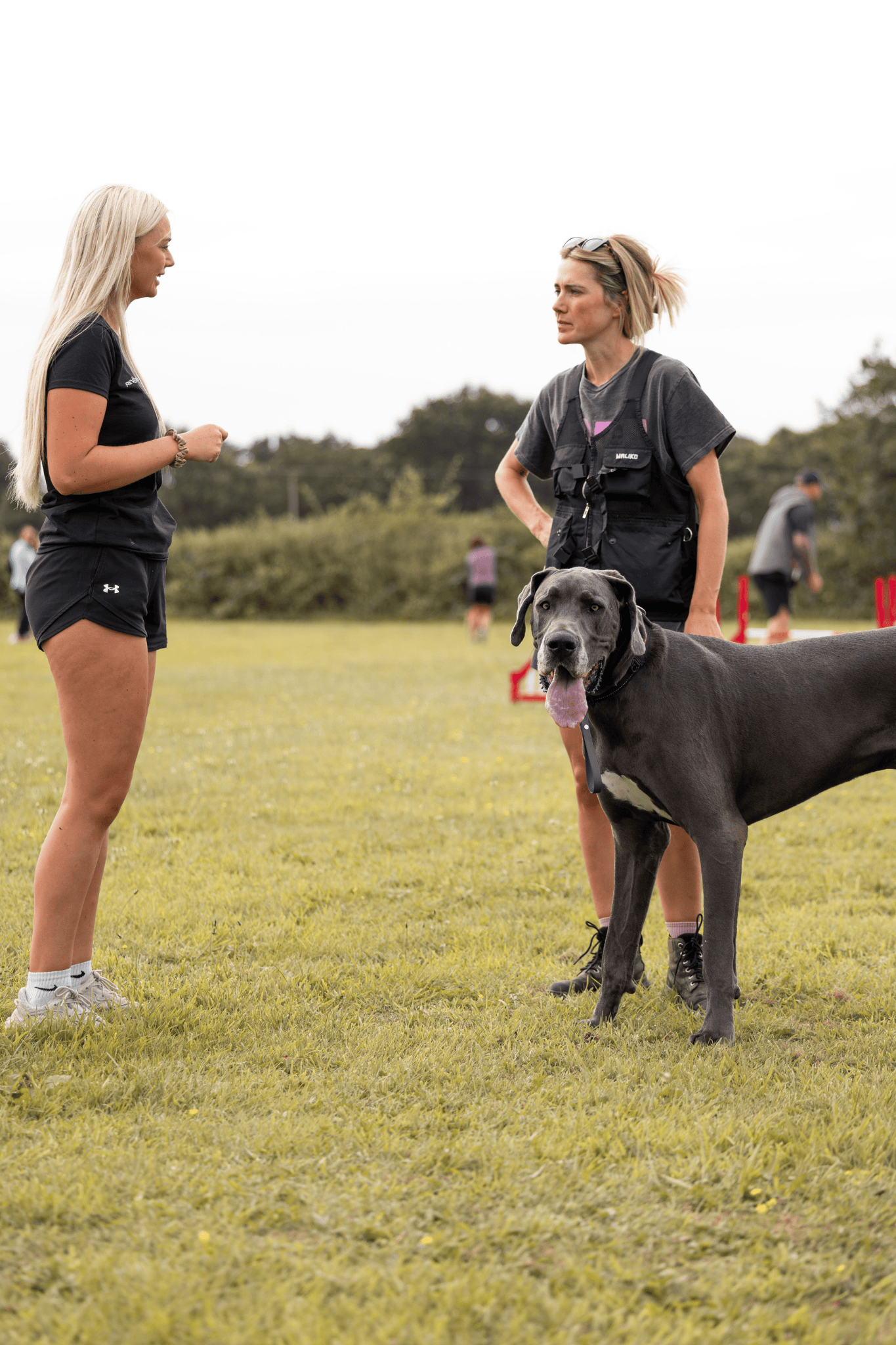 A dog trainer, helping a client with their Great Danes behavioural issues